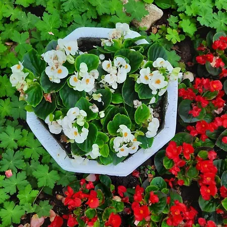 Albatros 2 Family 2*