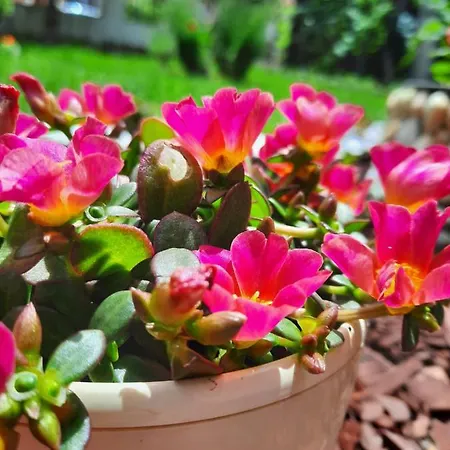 Hotel Albatros 2 Family Kiten (Burgas)